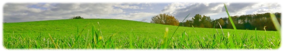 Layout_gr&uuml;ne Wiese